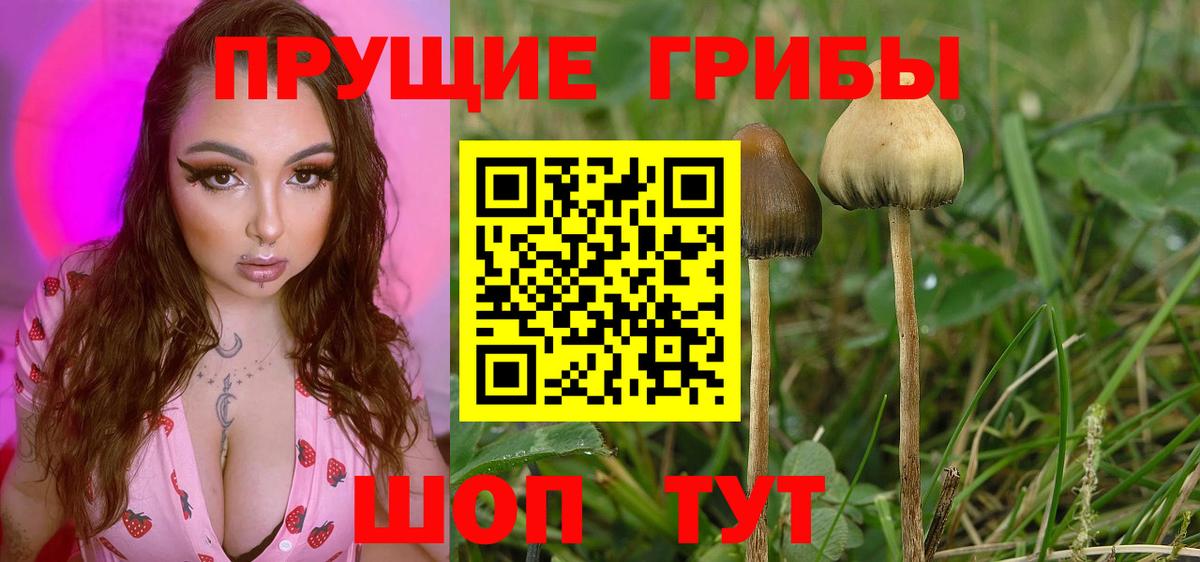 Биробиджан  Псилоцибиновые грибы прущие грибы  Вход с VPN 
